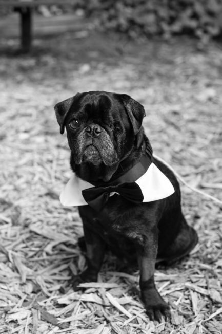 Pug in bowtie
